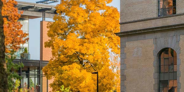 image of university buildings and trees with golden leaves